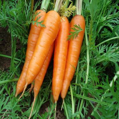 WILLVINE Supermarket Carrot Seeds Seed