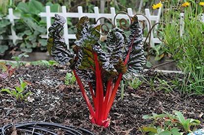 VibeX ® LXI-764-Rhubarb RED Swiss Chard Perpetual Spinach Seed