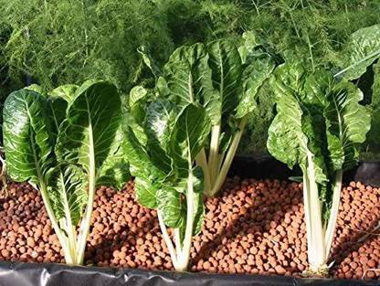 VibeX CBZ-1442-Spinach SWISS CHARD Seed
