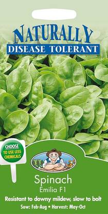 WILLVINE Vegetable - Spinach Emilia F1 Seed