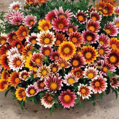 YOUNG STAR GAZANIA FLOWERS SEEDS, KA PHOOL PAUDHA Seed