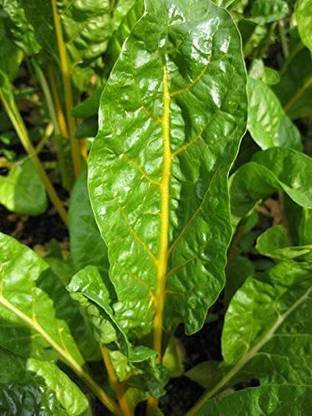 VibeX ™ LXI-1199-Yellow Canary Swiss Chard Beta Vulgaris Perpetual Spinach Vegetable Seeds Seed