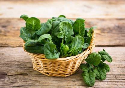 VibeX ® LXI-274-F-1 Hybrid Spinach - Matador - Seeds - Spinacia oleracea Seed