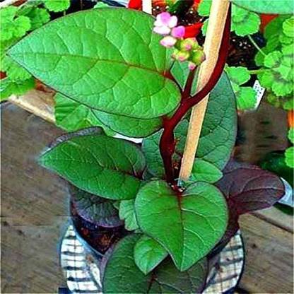 VibeX ® XII-1650-Hybrid Swiss Chard Seeds Seed