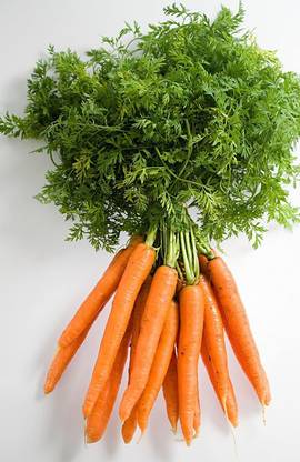 VibeX carrot Seed