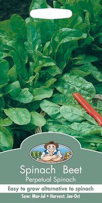 VibeX ™ XII-195-Vegetable - Spinach Beet Perpetual Spinach Seed
