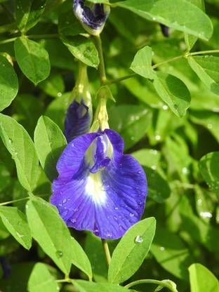 JSR Organics Aprajita, Clitoria Ternatea, Shankha pushpa Seed