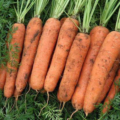 VibeX carrot Seed