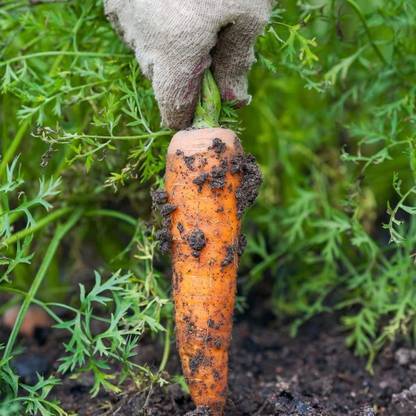 VibeX Carrot Seed