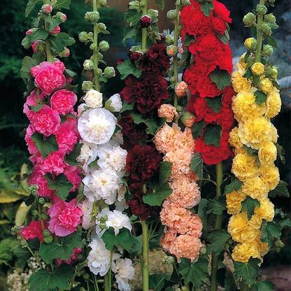 ginnienterprises Hollyhock F-1 Dwarf (Winter) Flower Seeds Seed