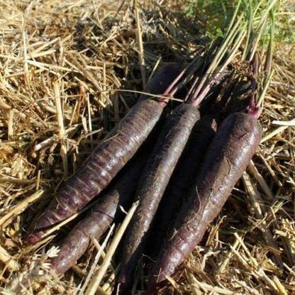 VibeX RDX-1317-Vegetable - Carrot - Purple Sun Seed