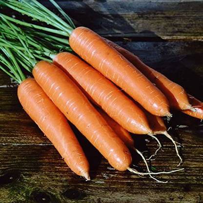 VibeX carrot Seed
