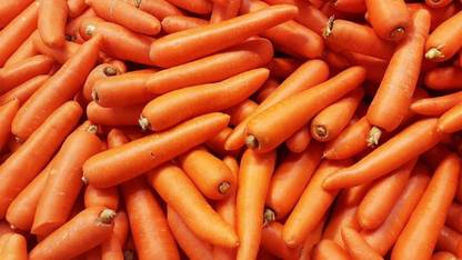 VibeX Carrot"Flakkese 2" - Late Variety - Coated Seeds Seed