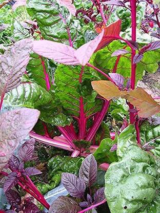 VibeX RDX-1501-Swiss Chard Vegetable Seeds Perpetual Spinach Beta Vulgaris Seed