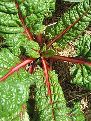 VibeX ™ XII-1475-Swiss Chard Vegetable Seeds Perpetual Spinach Beta Vulgaris Seed