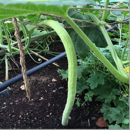 CRGO ® ICAR-130-Imported Long Melon/Kakri/Tar (Arminian Cucumber) Seeds Seed