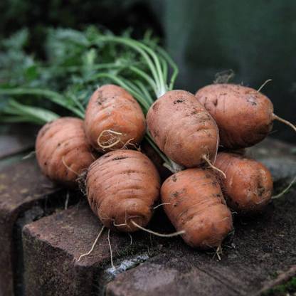 VibeX Vegetable Seed 'Carrot Paris Market - Atlas' Hardy Seed