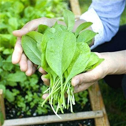 VibeX Spinach Seed