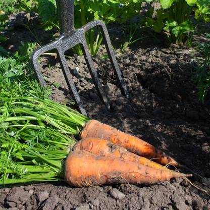 VibeX carrot Seed