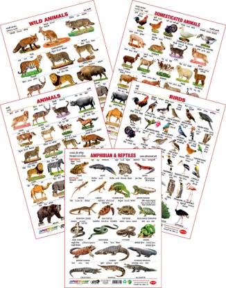 Spectrum Set of 5 Educational Large Wall Charts : ( Wild Animals , Domestic Animals , Animals , Birds & Amphibians & Reptiles )