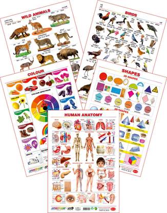 Spectrum Set of 5 Educational Large Wall Charts : ( Wild Animals , Birds , Colours , Shapes & Human Anatomy )