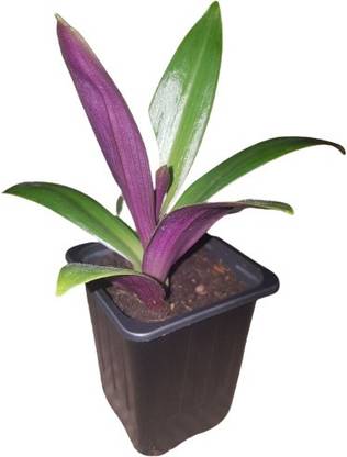 VANASPATI UDYAN Rhoeo Plant