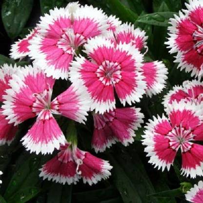 VibeX Dianthus Chinensis - Flower Seeds Seed