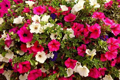 YOUNG STAR PETUNIA MIXED Seed