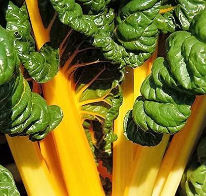 Mozette Swiss Chard Yellow Seed