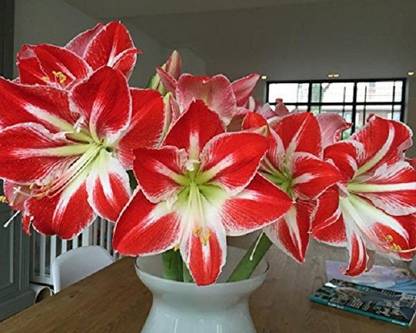 VibeX Amaryllis Lilly Flower Bulbs Seed