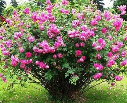 DIOART PUSA-426-Button Pink Rose Scented Beautiful Flower Plant Seed