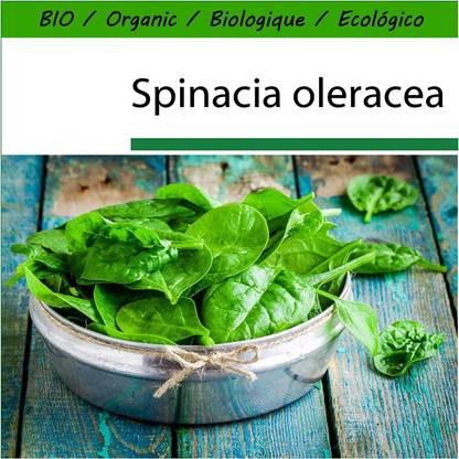 VibeX RDX-166-The Taste of Italy - Vegetables - Spinach - Spinacio Viridis Olter (Merlo Nero) Seed