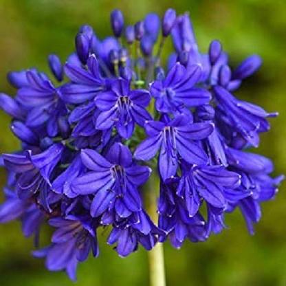 VibeX Agapanthus/Lily of Nile flower Seed