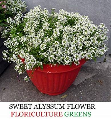 DIOART UK-834-Alyssum Flower Seeds F1 Hybrid Seeds For Home Gardening Seed