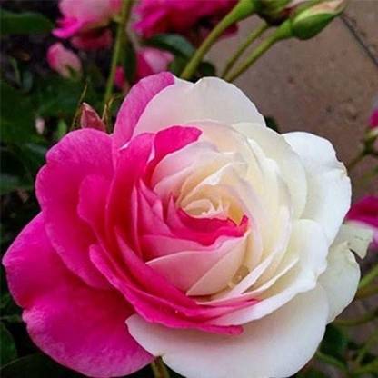 VibeX Pink White Rose Seed