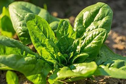 VibeX ™ XII-1355-Spinach"Asta F1" - Seeds Seed