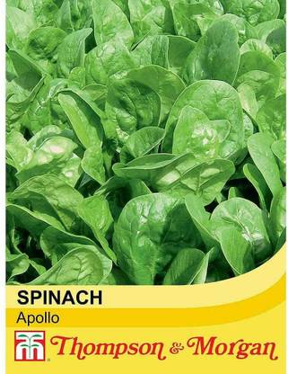DIOART ® XII-1310-Spinach 'Apollo' Seeds Hardy Annual Vegetable Garden Plants Seed