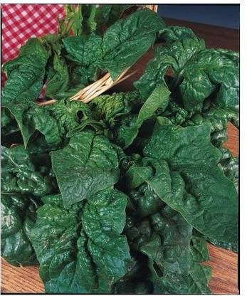 VibeX VXI-213-Seed - Spinach - Giant Winter Seed