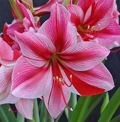 VibeX Royal Dutch Seed