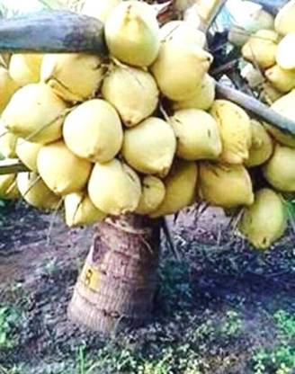 samarthgreen Coconut Plant