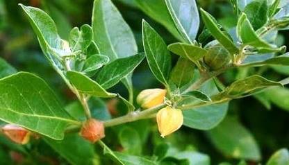 Paudha Ashwagandha Seed