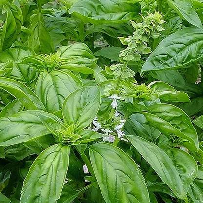 Green Tree Basil Green, Ocimum basilicum Seed