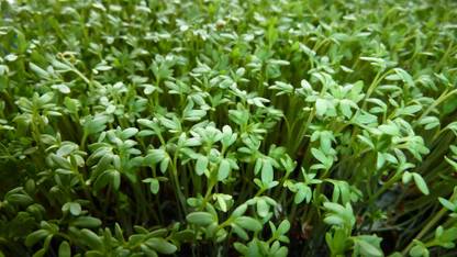Green Tree Cress, Garden cress Seed