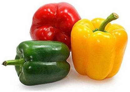 STOREFLIX 3 DIFFERENT COLOR CAPSICUM Seed
