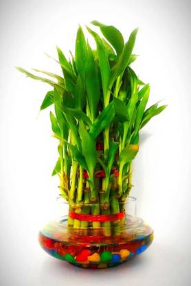GREEN-HOMES Three Layer Bamboo Plant