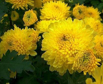 VibeX ® IMP-800-Chrysanthemum Morifolium Seed