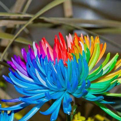 CYBEXIS Chrysanthemum" Rainbow Mix" Flower Seeds Seed