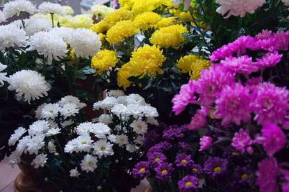 VibeX Chrysanthemum Seed
