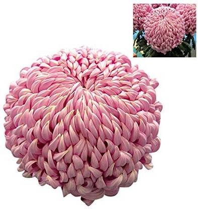 CYBEXIS Fireworks Chrysanthemum Flower Seeds - Pink Seed