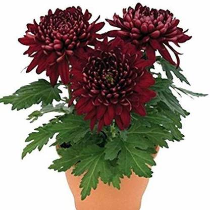 CYBEXIS Chrysanthemum No Pinch Air-Purifying Seeds Seed